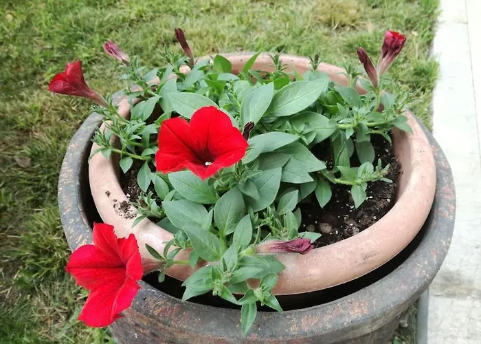 Il Giardino Di Ari *